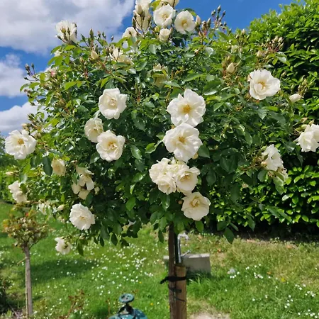 Domaines De La Viette Hébergement de vacances *